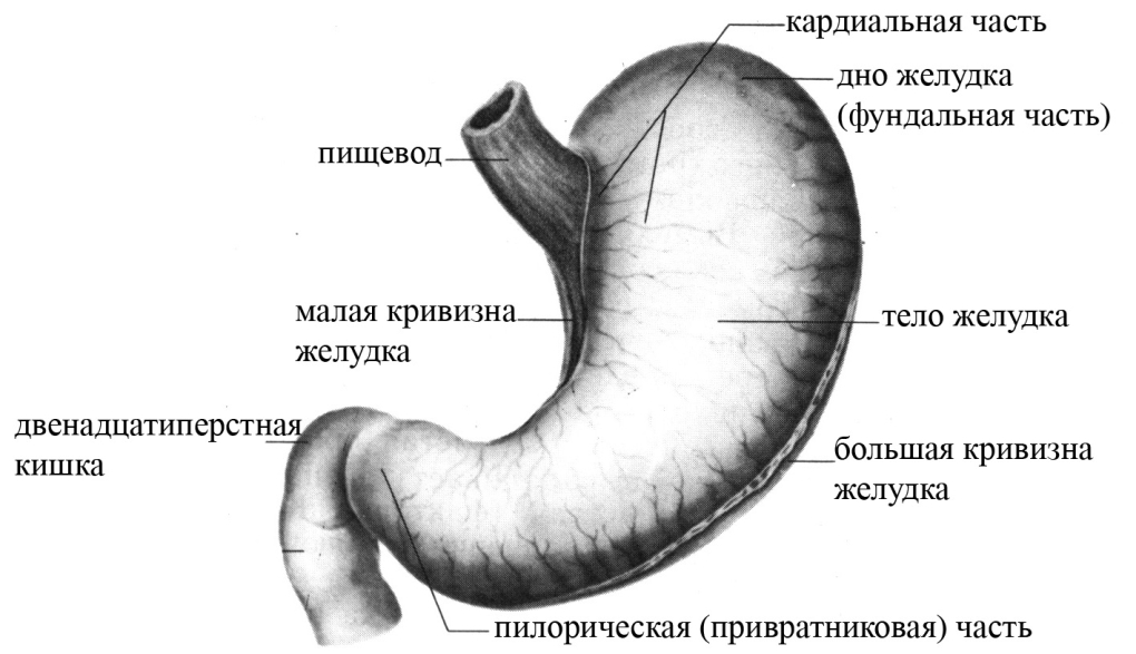 Большая и малая кривизна желудка