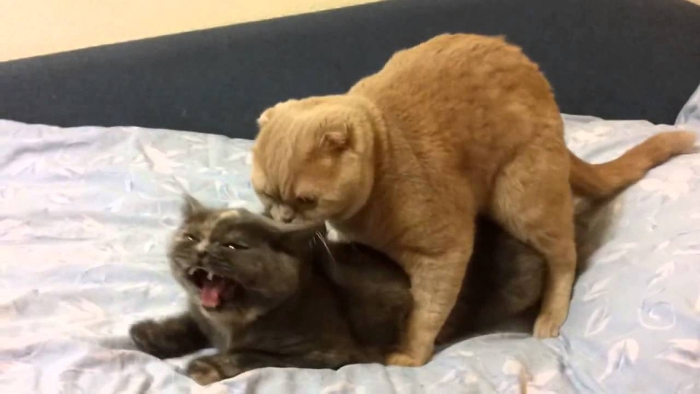 Коты сношаются