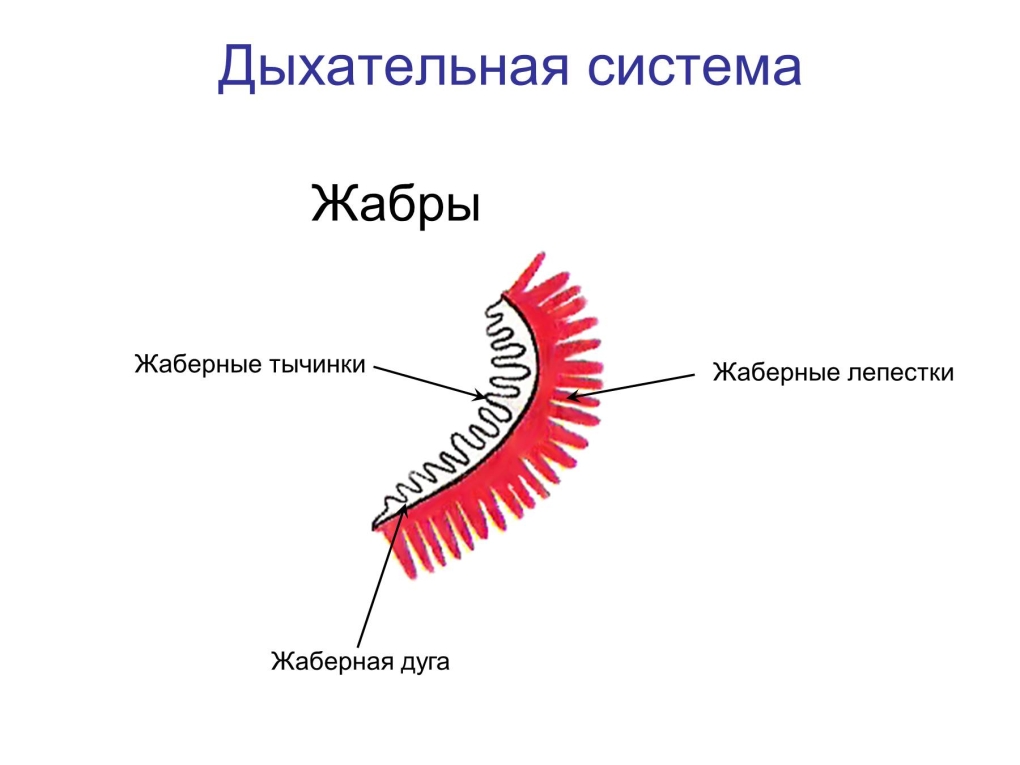 Русалка с хвостом акулы