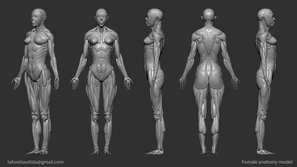Анатомия для 3d моделлеров